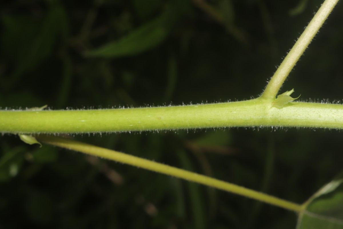 Broussonetia papyrifera (L.) L'Hér. ex Vent.